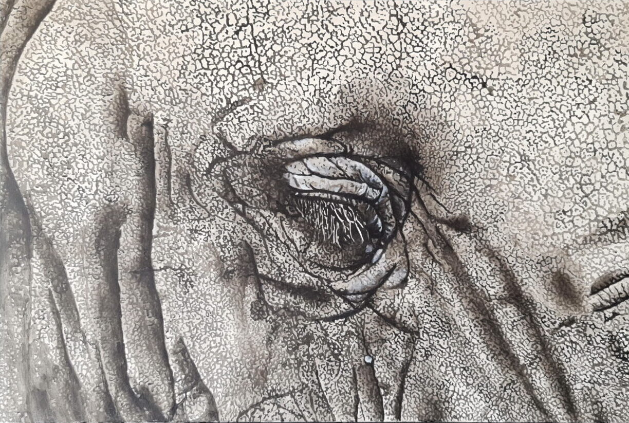 THE EYE OF AN ELEPHANT